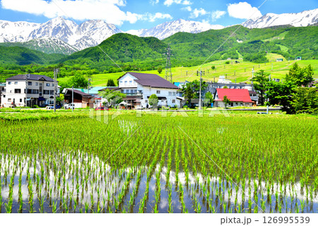 白馬岳、白馬つがいけマウンテンリゾート周辺を望む(長野県小谷村)【2025.6】 126995539