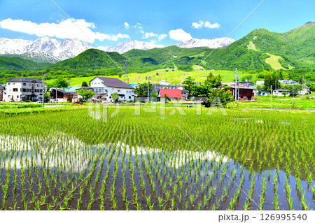 白馬岳、白馬つがいけマウンテンリゾート周辺を望む(長野県小谷村)【2025.6】 126995540