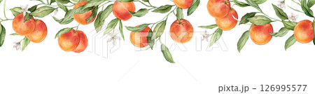 Seamless horizontal frame or banner tropical grapefruit with pink flowers. Hand drawn watercolor illustration on white isolated background. Citrus pattern for frame or banner. Fruit with green leaves 126995577
