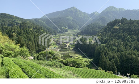 朝もやに霞む鞍掛山の新緑と茶畑に囲まれた山間の棚田(田植え直後)〈四谷千枚田/愛知県新城市〉 朝もやに霞む鞍掛山の新緑と茶畑に囲まれた山間の棚田(田植え直後)〈四谷千枚田/愛知県新城市〉 126995588