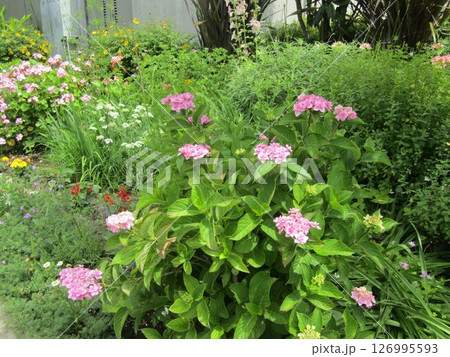 ピンクの花の紫陽花 126995593