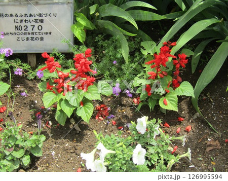 赤いサルビアの花 赤いサルビアの花 126995594