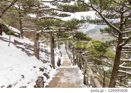 Hiking path at Huangshan or Yellow Mountain in China with pine trees. Huangshan is popular tourism destination. Hiking path at Huangshan or Yellow Mountain in China with pine trees. Huangshan is popular tourism destination. 126995606
