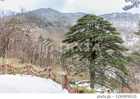 United Pines or Combined Pines is a popular landmark at Huangshan or Yellow Mountain, with two pine trees combined into one, suggesting unity among Chinese ethnic people. United Pines or Combined Pines is a popular landmark at Huangshan or Yellow Mountain, with two pine trees combined into one, suggesting unity among Chinese ethnic people. 126995610