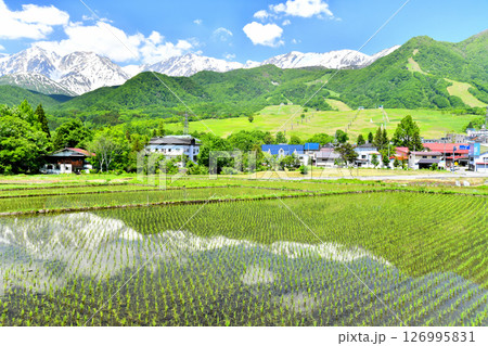白馬岳、白馬つがいけマウンテンリゾート周辺を望む(長野県小谷村)【2025.6】 白馬岳、白馬つがいけマウンテンリゾート周辺を望む(長野県小谷村)【2025.6】 126995831