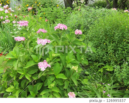 ピンクの花の紫陽花 126995837