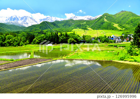 白馬岳、白馬つがいけマウンテンリゾート周辺を望む(長野県小谷村)【2025.6】 126995996