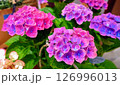 色鮮やかな秋色紫陽花 126996013