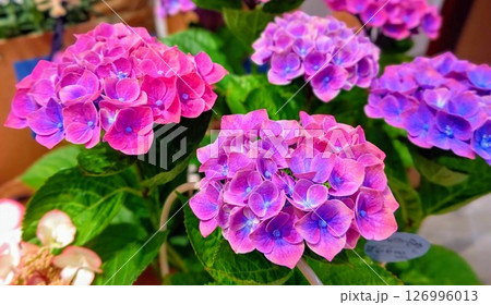 色鮮やかな秋色紫陽花 色鮮やかな秋色紫陽花 126996013