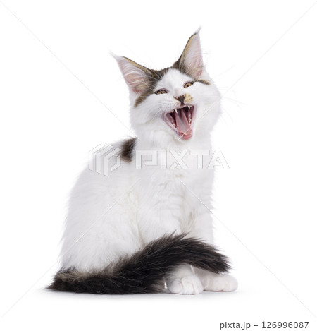 Maine Coon cat kitten on white background 126996087