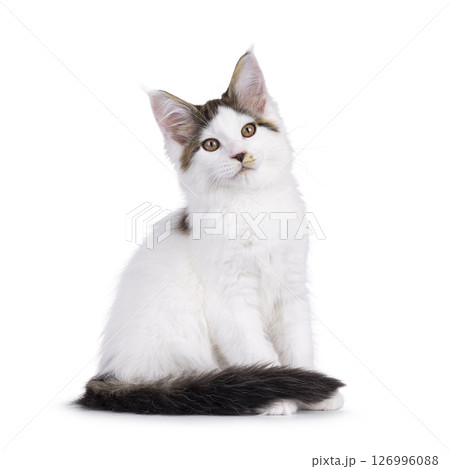 Maine Coon cat kitten on white background 126996088