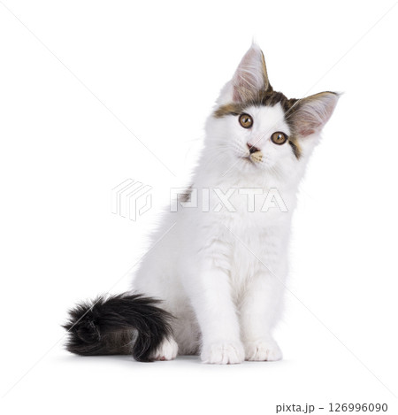 Maine Coon cat kitten on white background Maine Coon cat kitten on white background 126996090