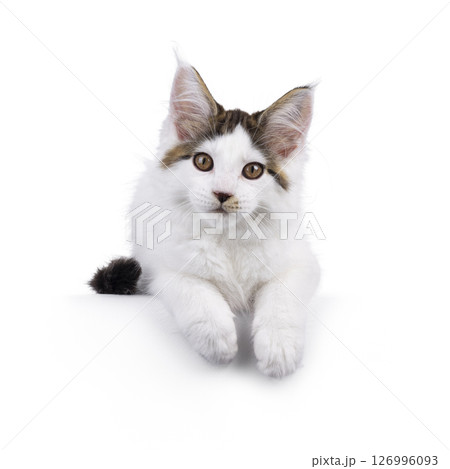 Maine Coon cat kitten on white background Maine Coon cat kitten on white background 126996093