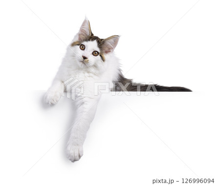Maine Coon cat kitten on white background 126996094