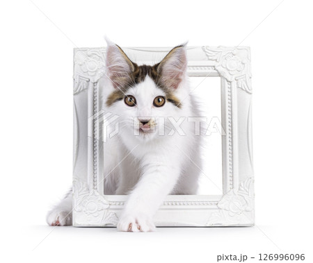Maine Coon cat kitten on white background 126996096