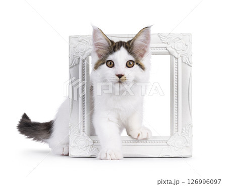 Maine Coon cat kitten on white background 126996097