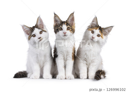 Maine Coon cat kittens on white background 126996102