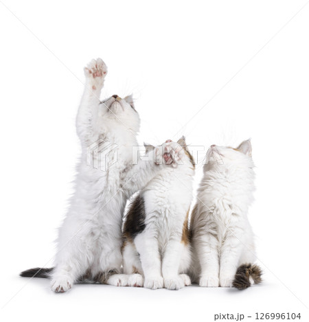 Maine Coon cat kittens on white background 126996104