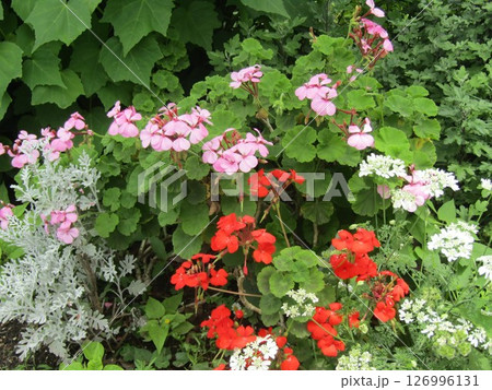 赤と白のゼラニュームの花 126996131