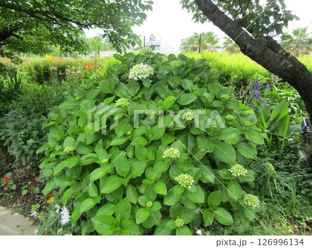 こじま花の会花畑に咲いた紫陽花の花 こじま花の会花畑に咲いた紫陽花の花 126996134