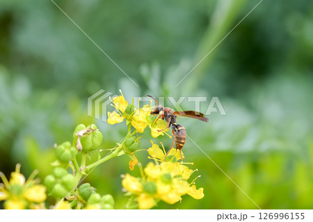 コアシナガバチ コアシナガバチ 126996155