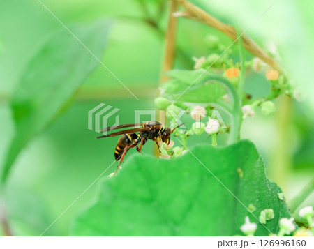 コアシナガバチ コアシナガバチ 126996160