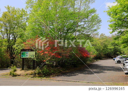 八方ヶ原 小間々のレンゲツツジ/栃木県矢板市 八方ヶ原 小間々のレンゲツツジ/栃木県矢板市 126996165