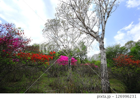 八方ヶ原 大間々台のツツジ／栃木県矢板市 126996231