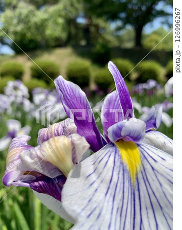 満開の花菖蒲(紫・白色)クローズアップ〈東公園花菖蒲園/愛知県岡崎市〉 126996267