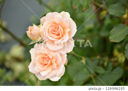 サーモンピンクの春のバラ 126996285