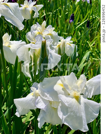 満開の花菖蒲(白色)〈東公園花菖蒲園/愛知県岡崎市〉 満開の花菖蒲(白色)〈東公園花菖蒲園/愛知県岡崎市〉 126996452