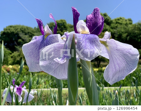 五月晴れの青空と新緑に囲まれ見頃を迎えた花菖蒲二輪(紫色)〈東公園花菖蒲園/愛知県岡崎市〉 126996454