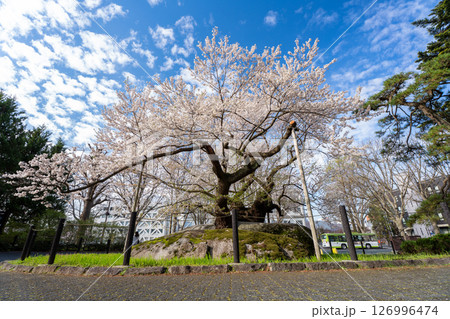 春 満開の石割桜（エドヒガンザクラ）　岩手県盛岡市 126996474