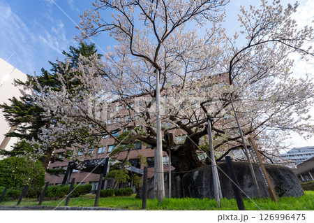 春 満開の石割桜（エドヒガンザクラ）　岩手県盛岡市 126996475