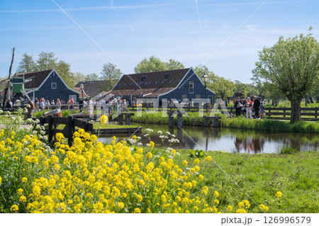 晴天のザーンセ・スカンス の風景(木造家屋と緑地)/オランダ 晴天のザーンセ・スカンス の風景(木造家屋と緑地)/オランダ 126996579