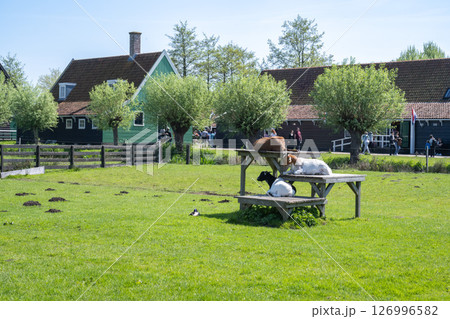 晴天のザーンセ・スカンス の風景（木造家屋と緑地）／オランダ 126996582