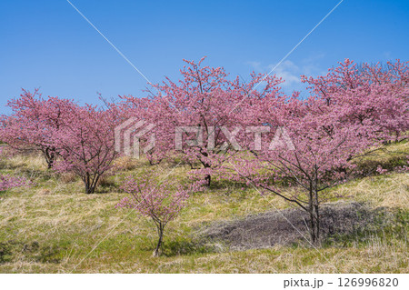 静岡市の由比八千代桜の風景(静岡県) 126996820