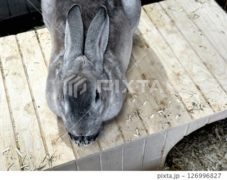 Gray rabbit resting on a wooden cage Gray rabbit resting on a wooden cage 126996827