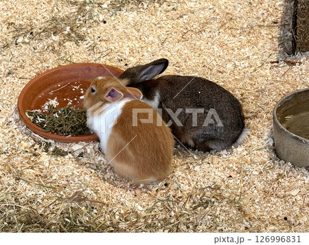 Two cute little rabbits are eating their food from a plate 126996831