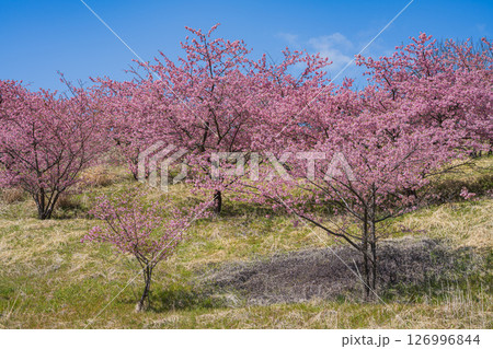 静岡市の由比八千代桜の風景(静岡県) 126996844
