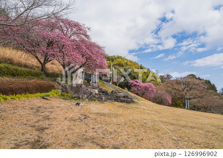 焼津市の笛吹段公園に咲く河津桜の風景(静岡県) 126996902