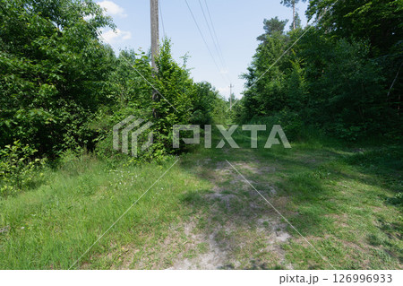 A sunlit forest path with lush green vegetation and power lines. 126996933