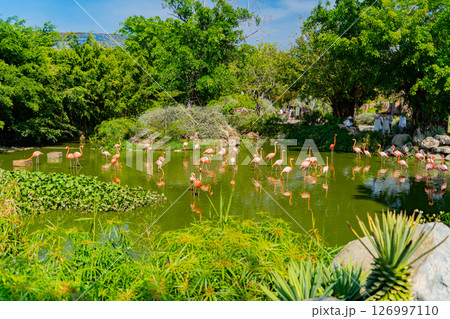 Pink flamingos.  126997110