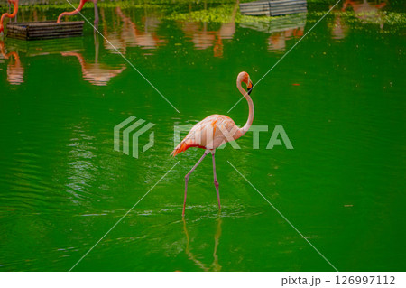 Pink flamingos. Pink flamingos. 126997112