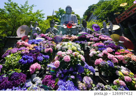大和国壷阪寺　境内に咲く紫陽花と石仏 126997412