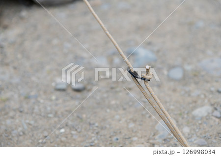 【中津川河川敷でオートキャンプ　テントのガイロープ】 126998034