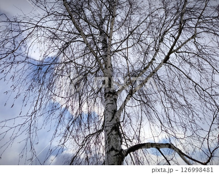 White lifeless birch without leaves against the background of a blue sky. birch without leaves on the background of the sky with clouds White lifeless birch without leaves against the background of a blue sky. birch without leaves on the background of the sky with clouds 126998481