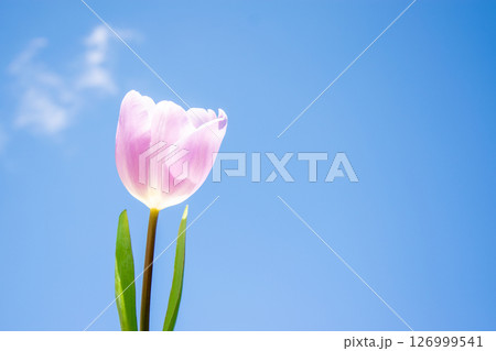 A lone pink tulip stands tall against a radiant blue sky, signifying the beauty of spring and nature's renewal 126999541