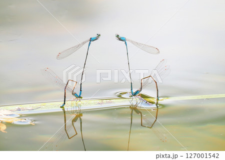 2組で産卵中のホソミイトトンボ 127001542