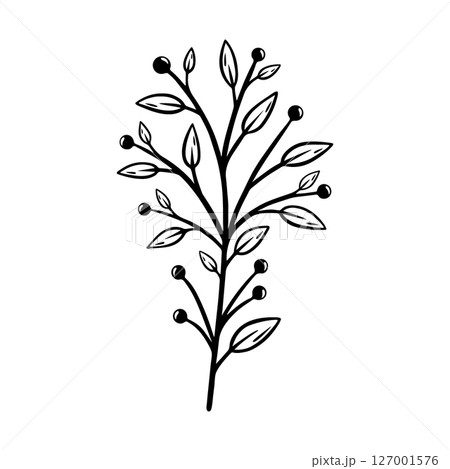 Branch of a plant with berries and leaves. Hand drawn botanical element. Vector illustration isolated on white background. 127001576